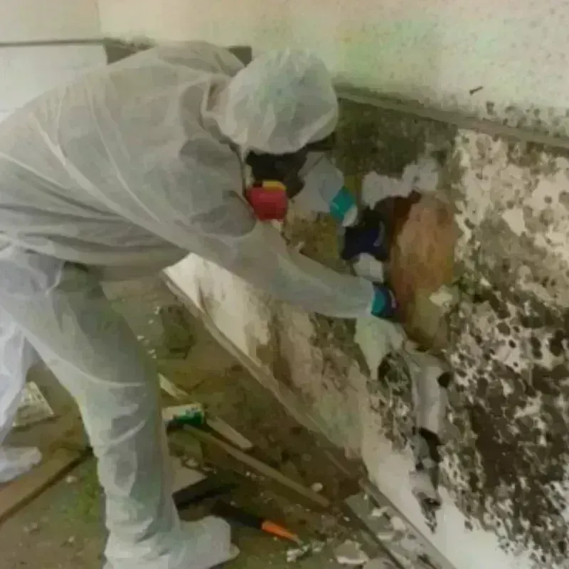 Mold Remediation and Removal in Middlebourne, WV